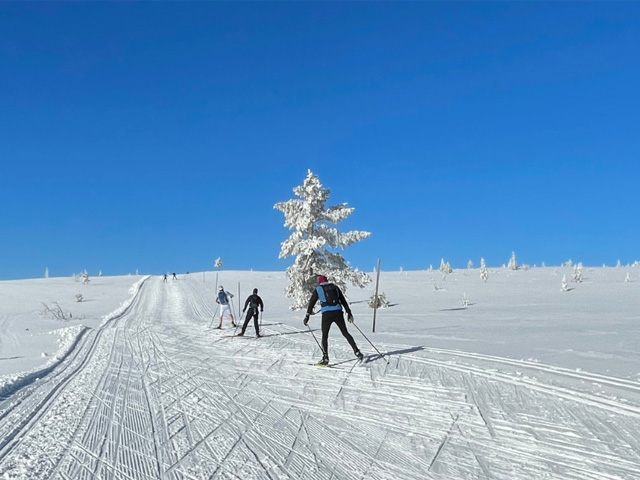 skøytebirken